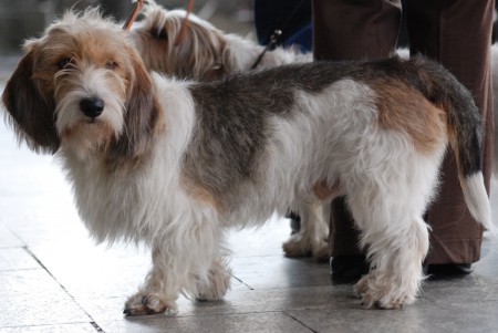 Basset Griffon